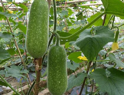 新鮮瓜果配送:節(jié)瓜